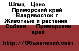 Шпиц › Цена ­ 14 000 - Приморский край, Владивосток г. Животные и растения » Собаки   . Приморский край